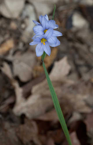 Sisyrinchium campestre #7